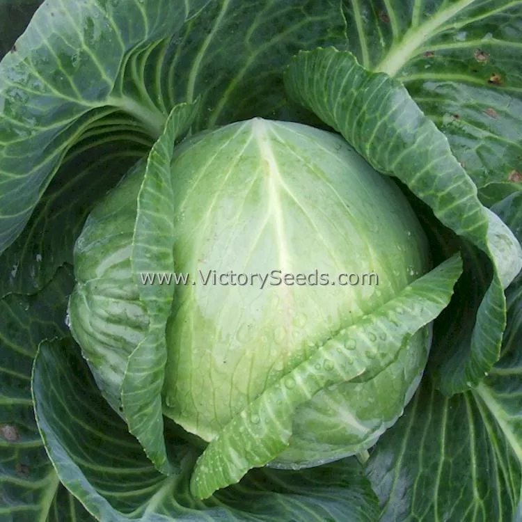 Danish Ballhead Cabbage
