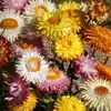 Strawflower, Dwarf Mixed