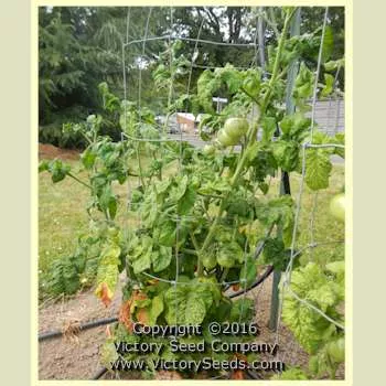 Barossa Fest Tomato