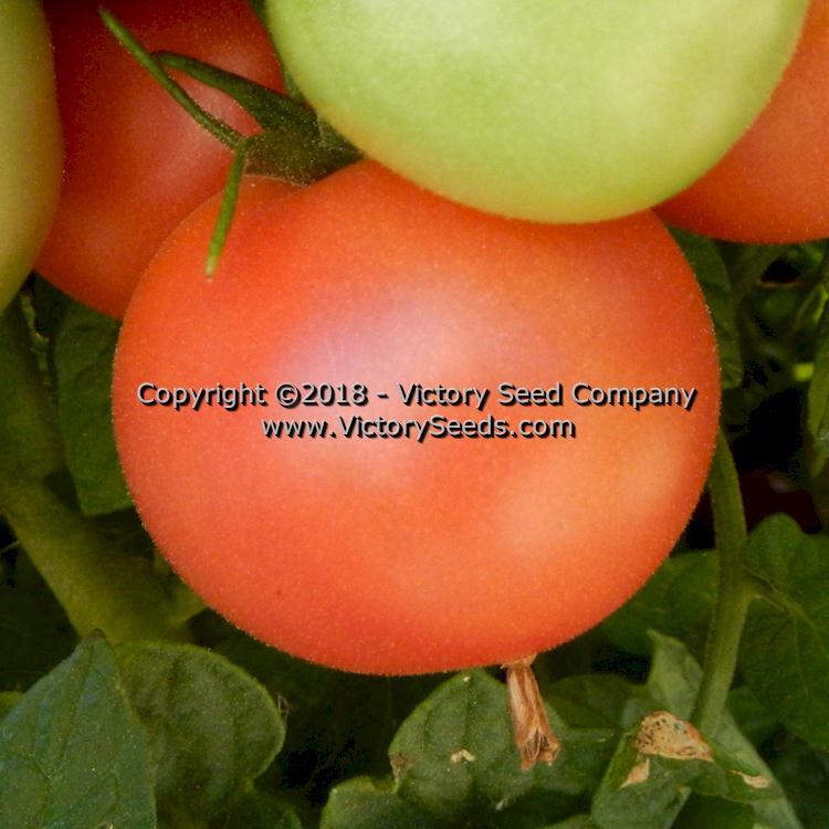 Dwarf Pink Opal Tomato