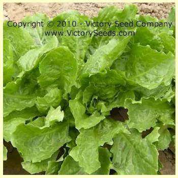 Broadleaf Batavian Endive (Escarole)