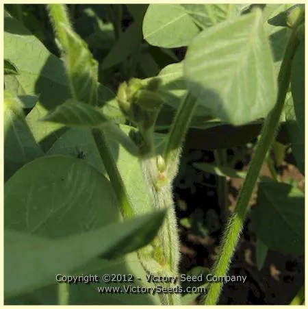 Kodaizu Soybean