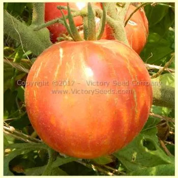 Caitlin's Lucky Stripe Tomato