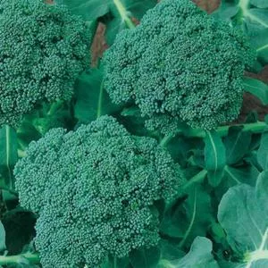Waltham 29 Broccoli