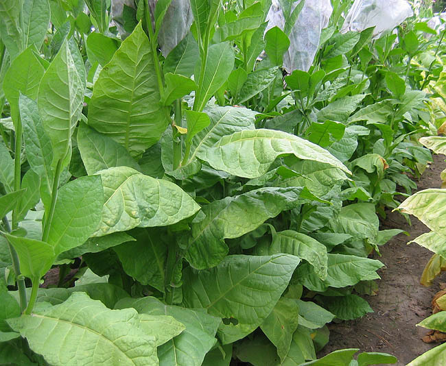 La Palma Havana Tobacco