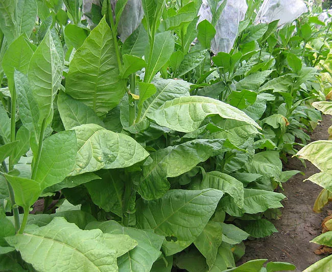 La Palma Havana Tobacco
