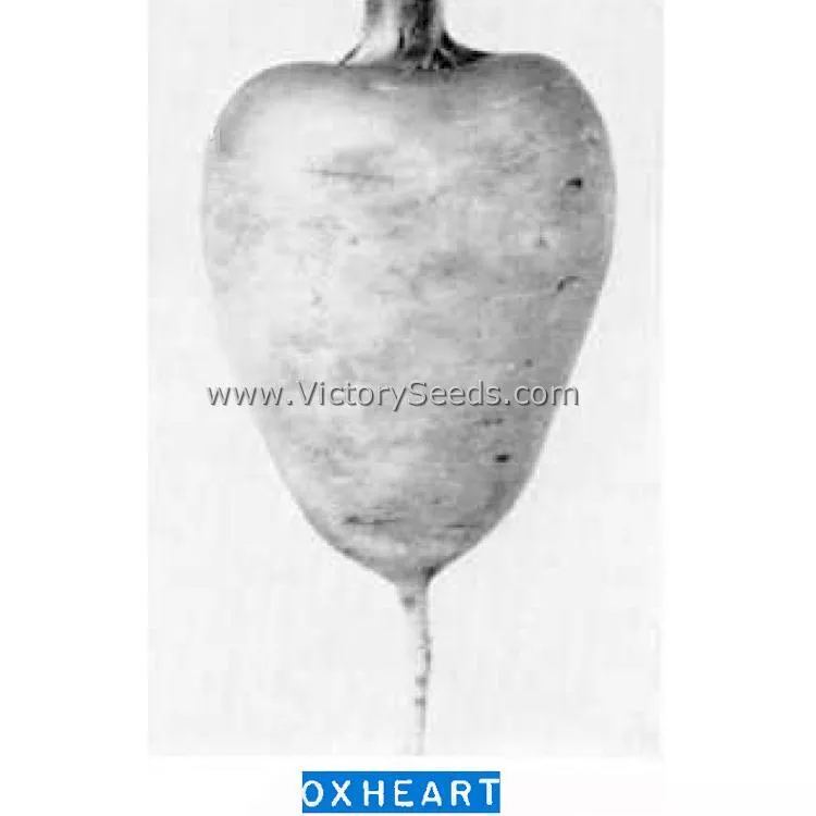 Oxheart Carrot