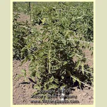 Livingston's Stone Tomato