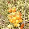 Katinka Cherry Tomato