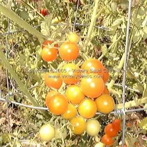 Katinka Cherry Tomato