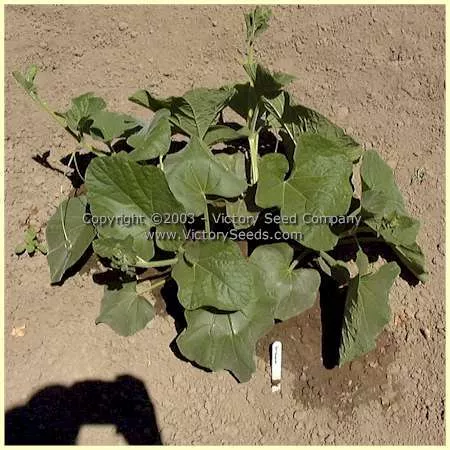 Longhandle Dipper Gourd