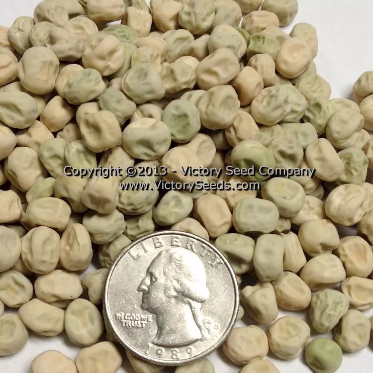 Early Perfection 326 Garden Pea