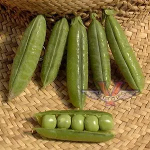 Little Marvel Garden Pea