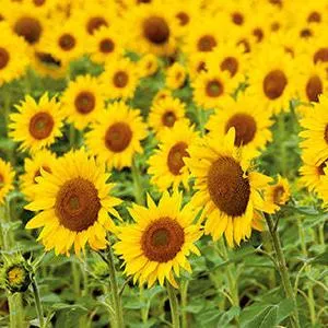 Black Oil Sunflower