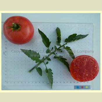 Missouri Pink Love Apple Tomato