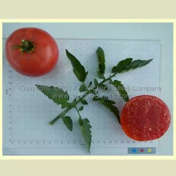 Missouri Pink Love Apple Tomato