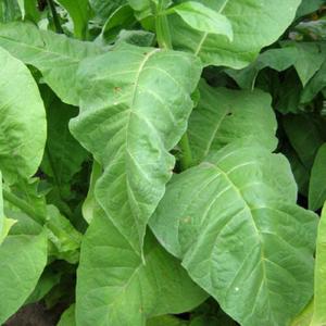La Palma Havana Tobacco
