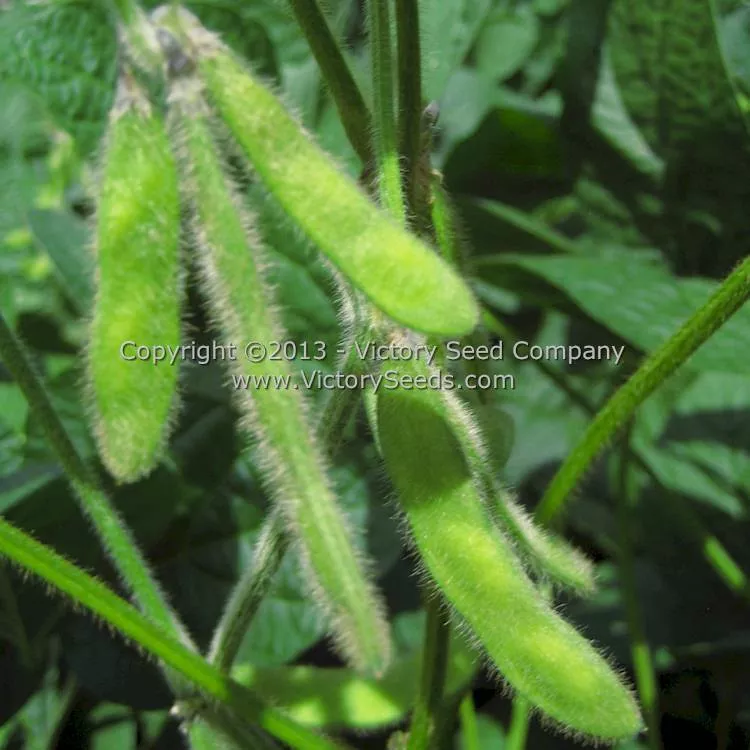 Beer Friend Soybean