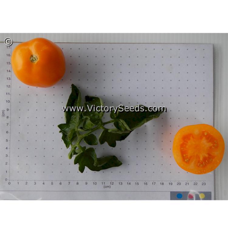 Orange Tree Tomato
