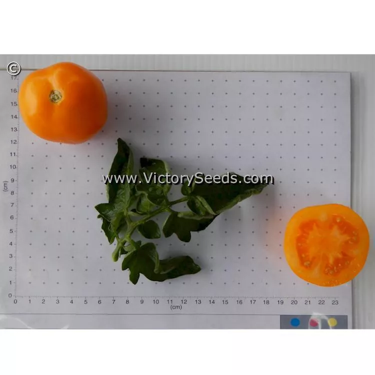 Orange Tree Tomato