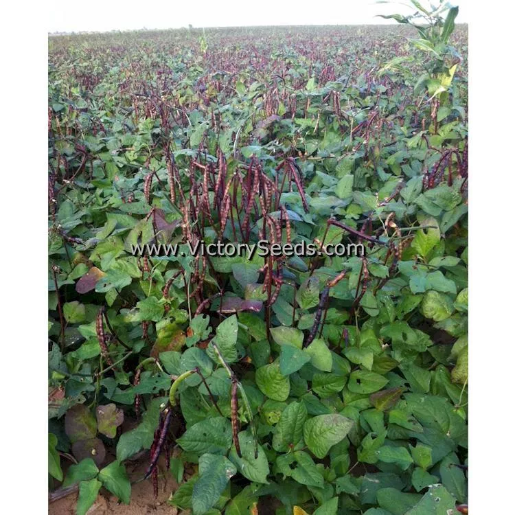 Knuckle Purplehull Southern Pea