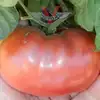 BrandyFred Tomato