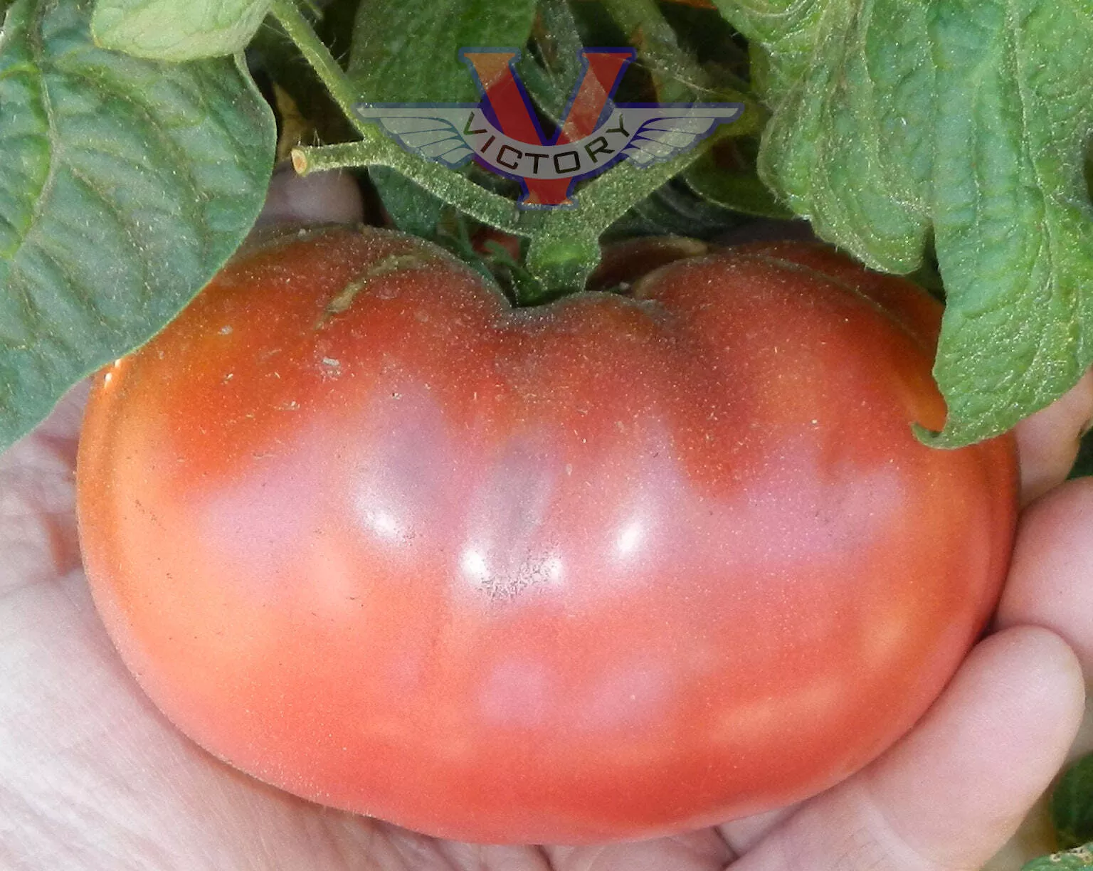 BrandyFred Tomato