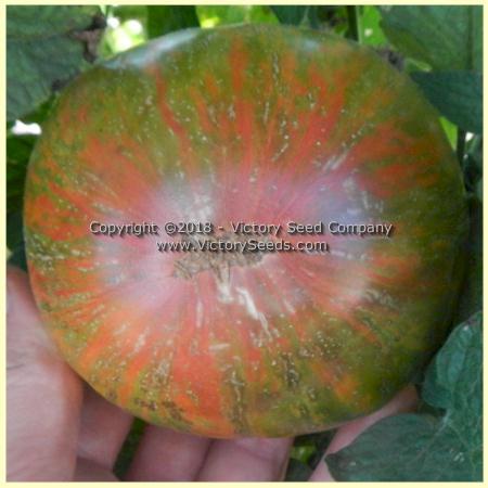 Dwarf Peppermint Stripes Tomato