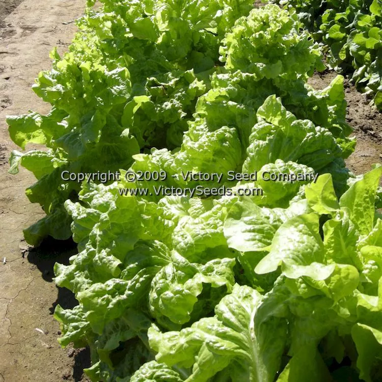 Black Seeded Simpson Leaf Lettuce