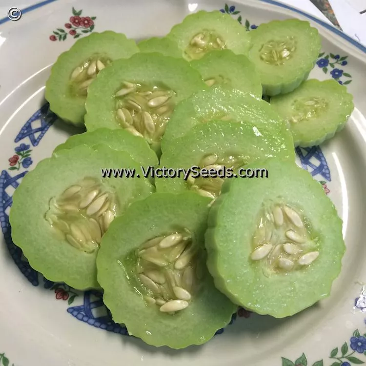 Armenian Pale Green Cucumber