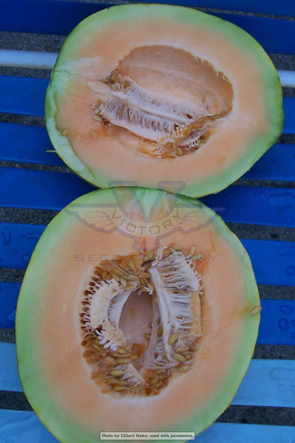 Crenshaw Melon