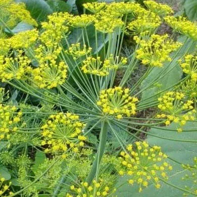 Dukat Dill