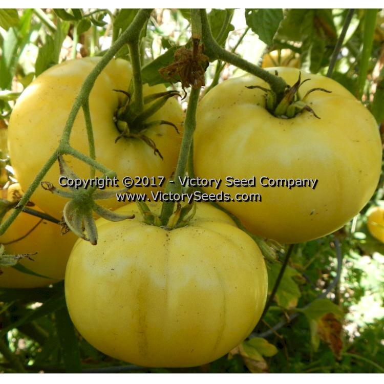 White Tomesol Tomato