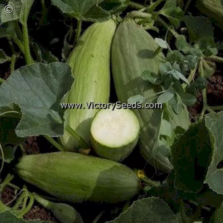 Banana Melon