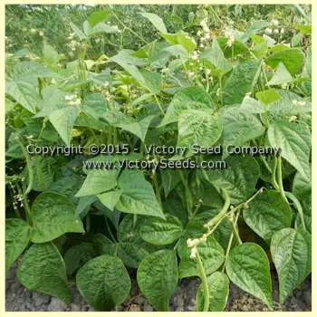 Alicante Bush Green Garden Bean