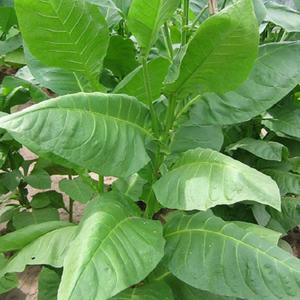 American 572 Tobacco