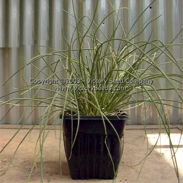Chives, Garlic