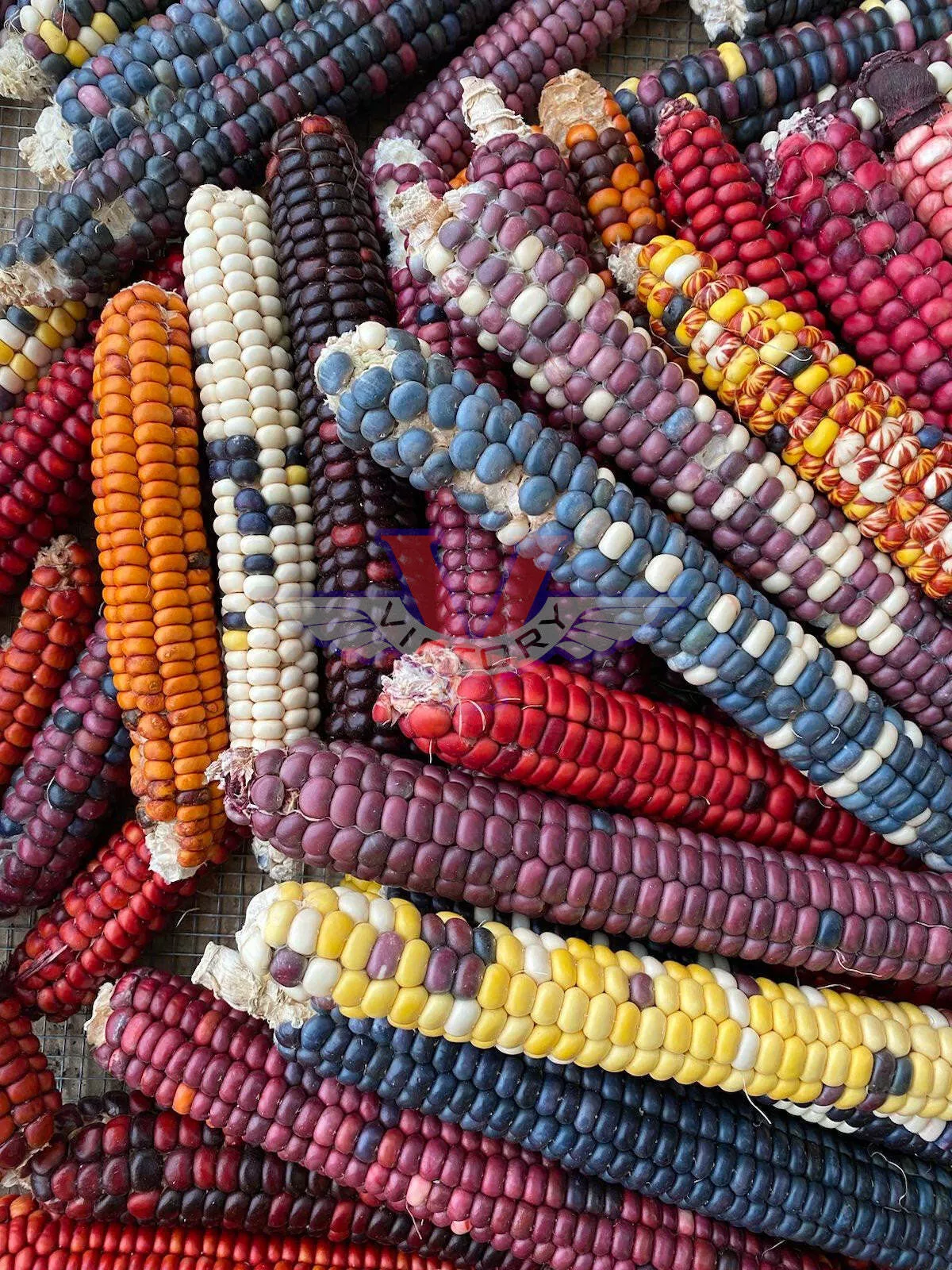 Painted Mountain Flour Corn