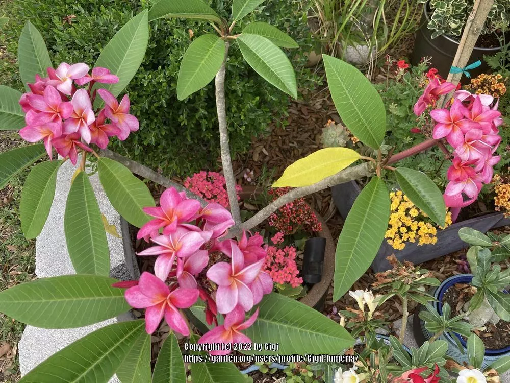 Plumeria 'Compact Mix'