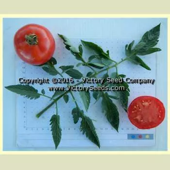 Isbell's New Phenomenal Tomato