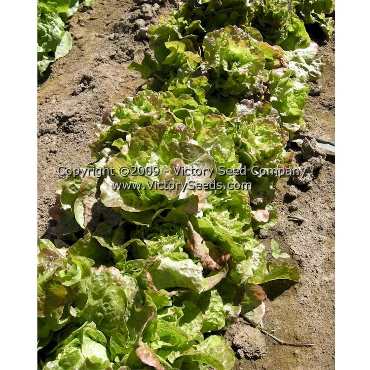 Bronze Mignonette Butterhead Lettuce