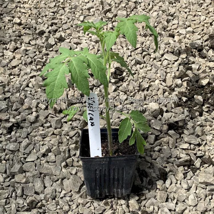 Vulcan Tomato