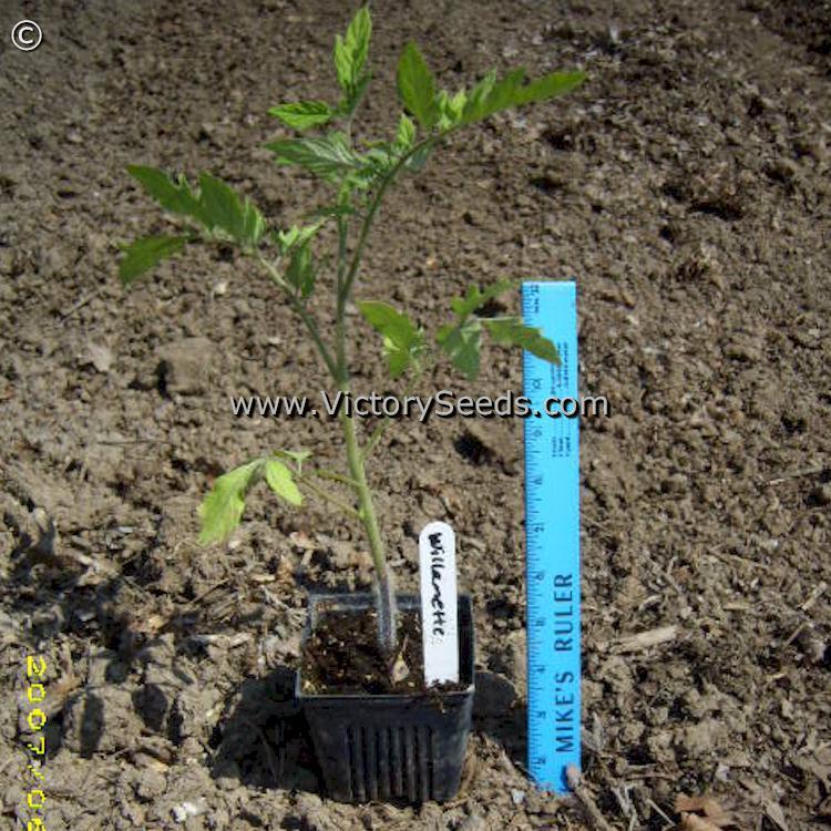 Willamette Tomato