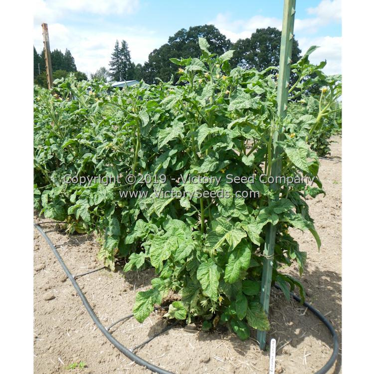 Dwarf Perfect Harmony Tomato