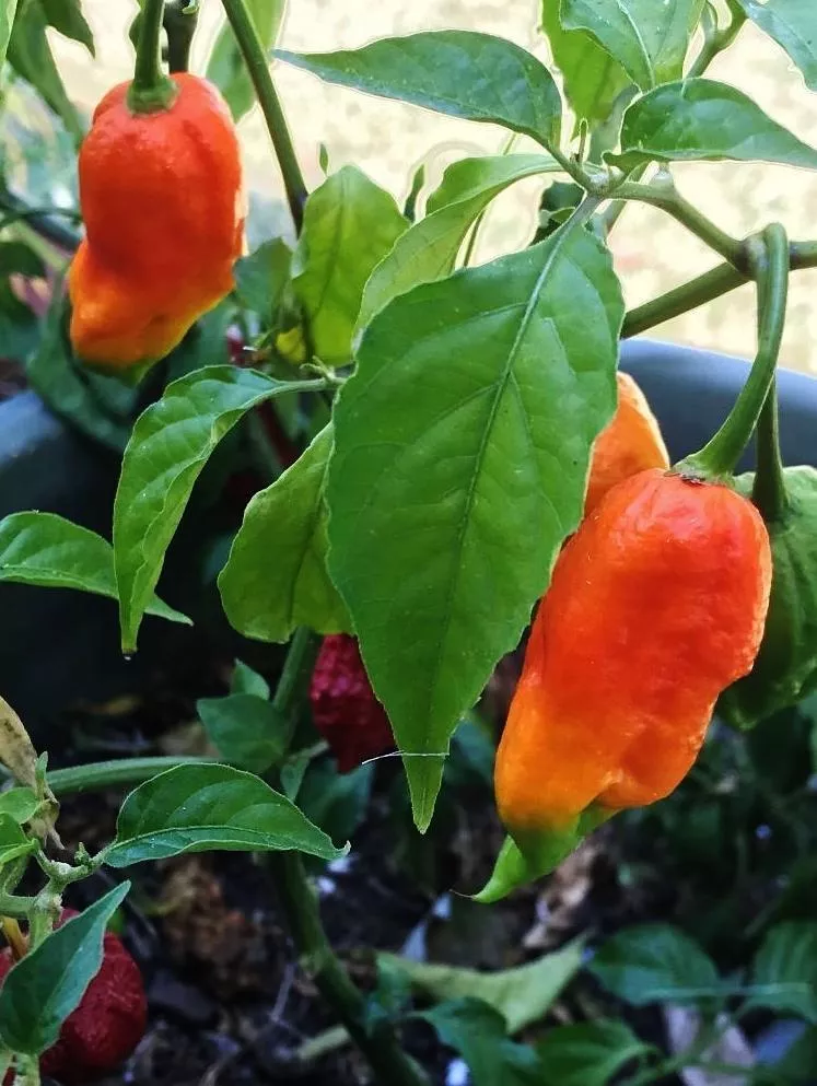 Ghost Pepper (Bhut Jolokia Hot Pepper)