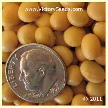 Ji Lin 15 Soybean