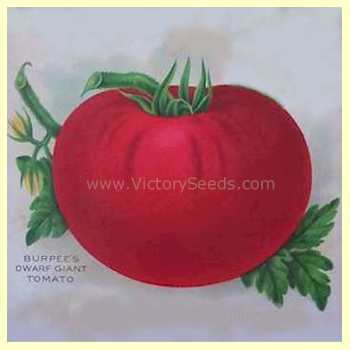 Burpee's Dwarf Giant Tomato