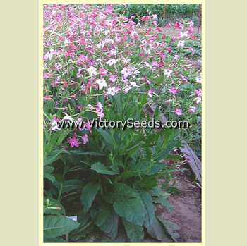Affinis Tobacco