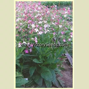 Affinis Tobacco
