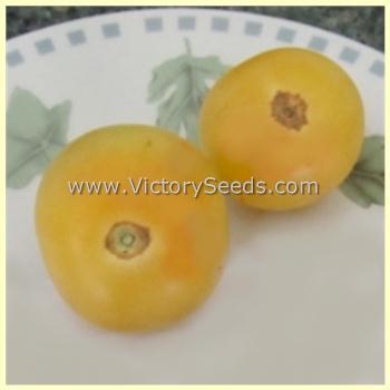 Dwarf Barossa Moon Tomato